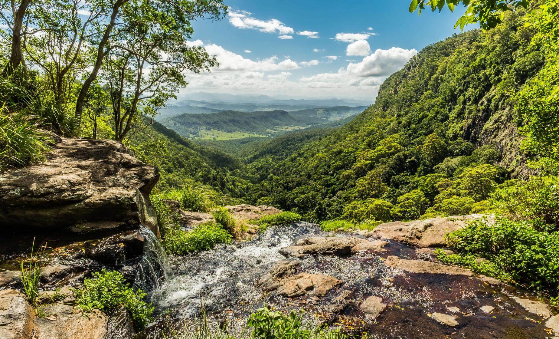 Lamington National Park rainforest